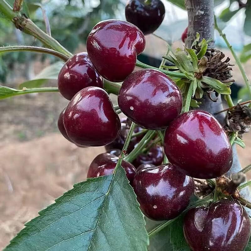 Black Cherry Fruit Tree Live Plant Seeding, 15-17Inch Height -Prunus Serotina, Great for Home and Garden Yards Planting.