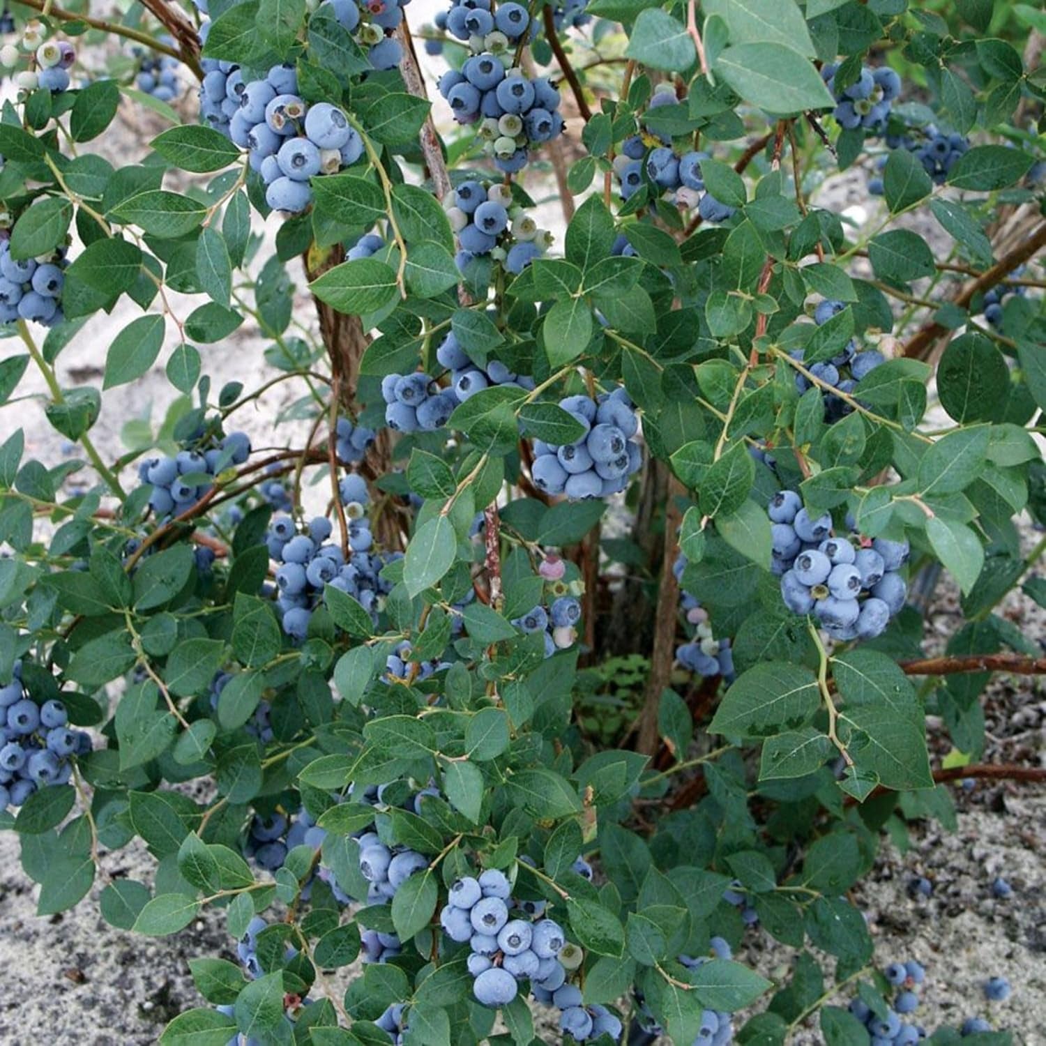 - Blueberry 'Highbush/Sweeheart' - 1 Quart Trade Pot, NO Ship California - Edible Fruit, Fruit Tree, Homestead Garden