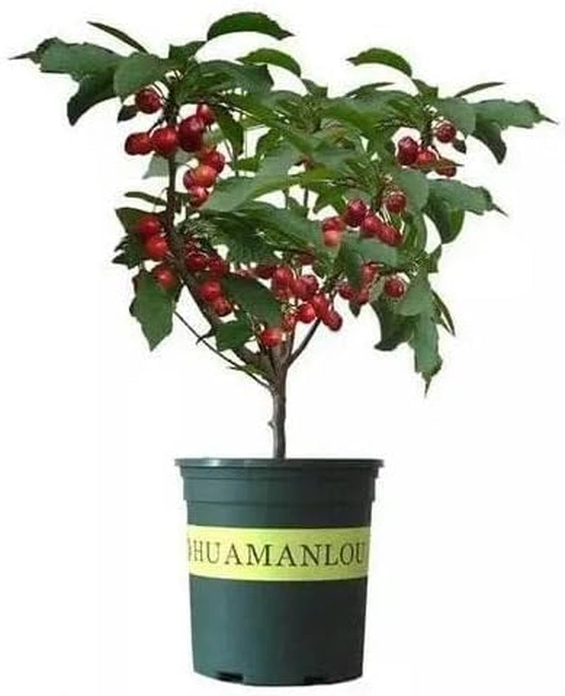 Black Cherry Fruit Tree Live Plant Seeding, 15-17Inch Height -Prunus Serotina, Great for Home and Garden Yards Planting.