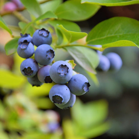 - Blueberry 'Highbush/Sweeheart' - 1 Quart Trade Pot, NO Ship California - Edible Fruit, Fruit Tree, Homestead Garden