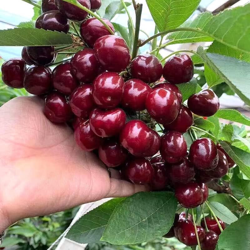 Black Cherry Fruit Tree Live Plant Seeding, 15-17Inch Height -Prunus Serotina, Great for Home and Garden Yards Planting.