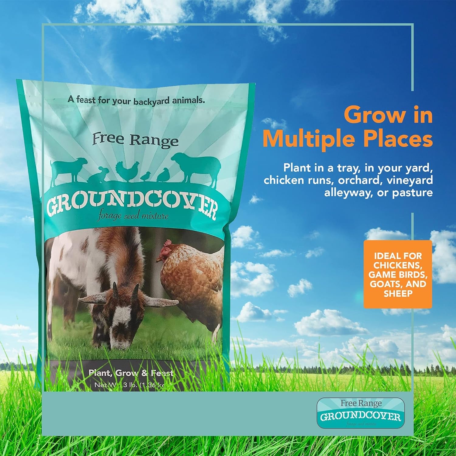 Free Range Groundcover Forage Seed Mixture Ideal for Chickens, Game Birds, Goats, and Sheep, 3 Lbs, Blue