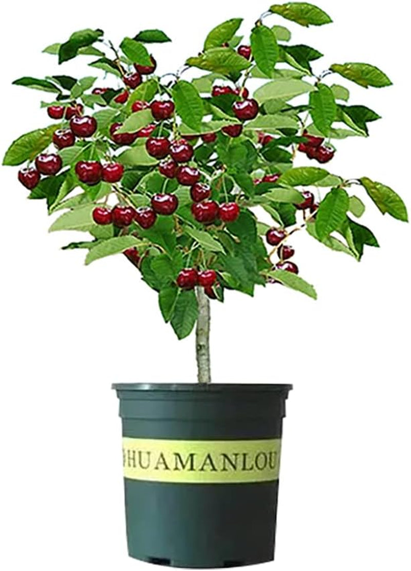 Black Cherry Fruit Tree Live Plant Seeding, 15-17Inch Height -Prunus Serotina, Great for Home and Garden Yards Planting.