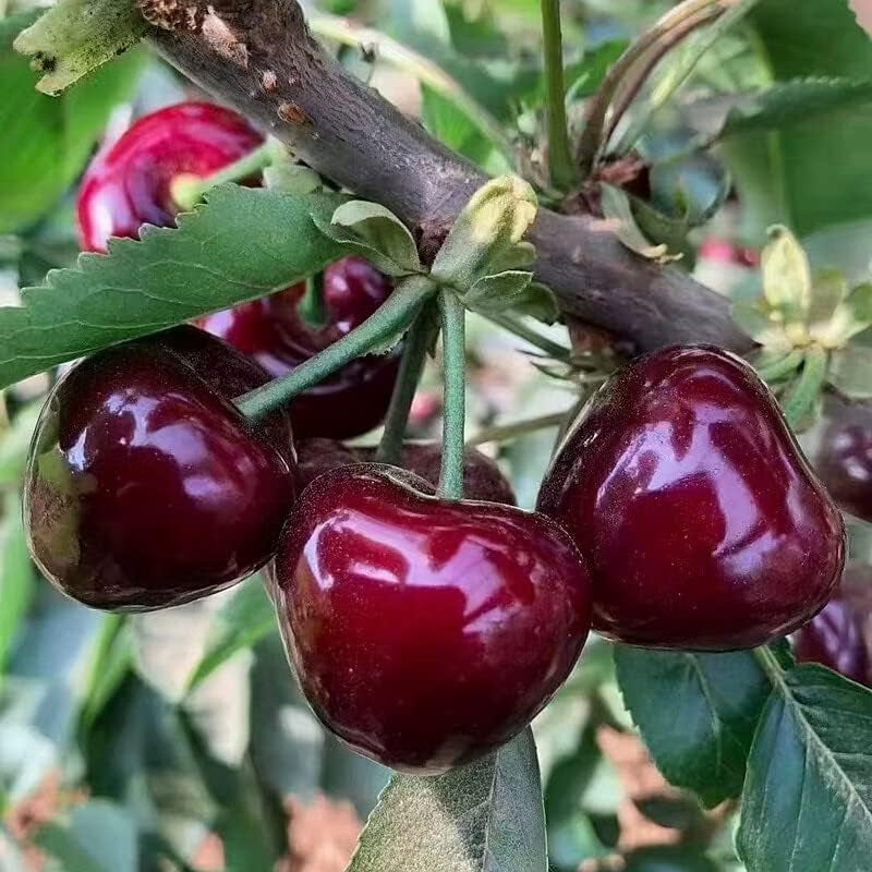 Black Cherry Fruit Tree Live Plant Seeding, 15-17Inch Height -Prunus Serotina, Great for Home and Garden Yards Planting.