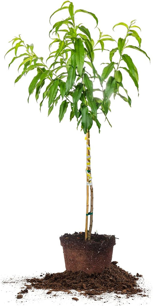 Flordaking Peach Tree 4-5Ft. Tall | Large Fruit | Heavy Producer