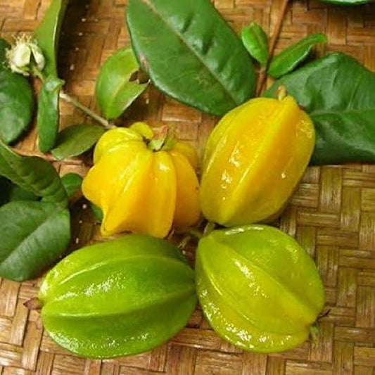 ~PITANGATUBA~ FRUIT TREE Eugenia Selloi Neonita STAR CHERRY Live Sml Pot'D Plant