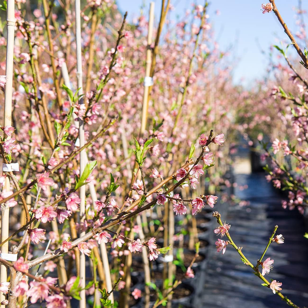 Flordaking Peach Tree 4-5Ft. Tall | Large Fruit | Heavy Producer