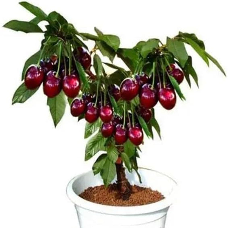 Black Cherry Fruit Tree Live Plant Seeding, 15-17Inch Height -Prunus Serotina, Great for Home and Garden Yards Planting.